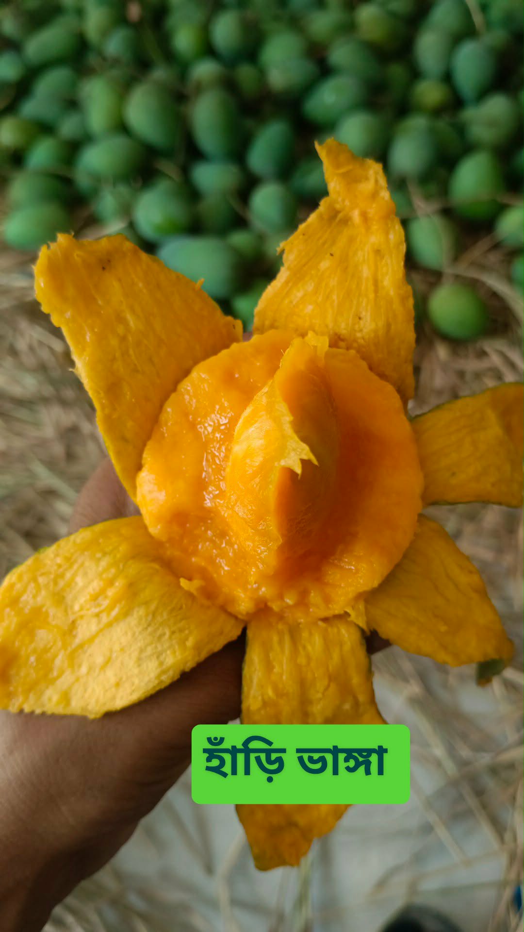 হাঁড়ি ভাঙ্গা আম